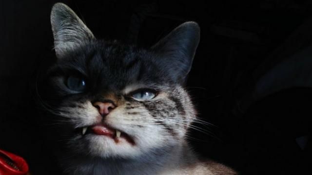 Кіт-вампір — нова зірка мережі Кіт-вампір — нова зірка мережі