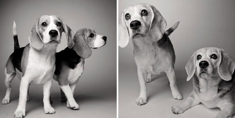 Життя собак очима фотографа: як старіють домашні улюбленці