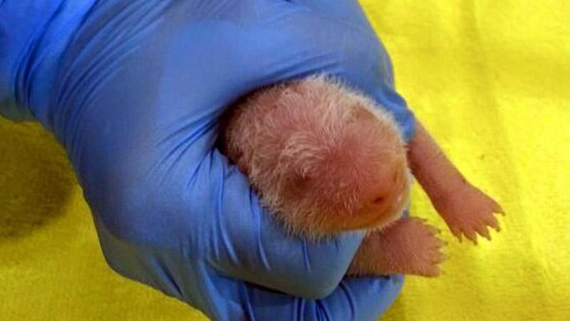 Гігантська панда народила крихітне дитинча Гігантська панда народила крихітне дитинча