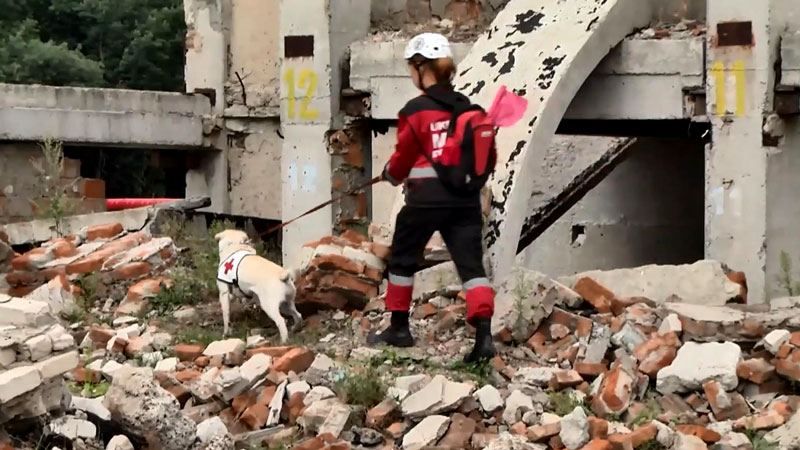 Как собак учат спасать человеческие жизни Как собак учат спасать человеческие жизни