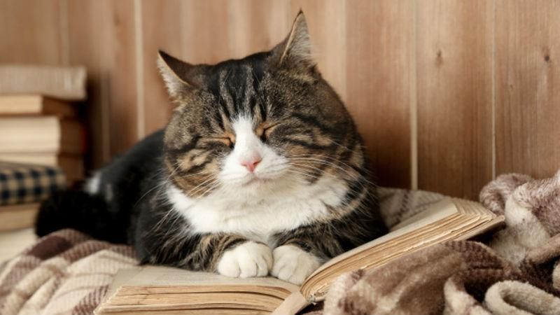 У Києві запрацювали незвичайні кафе із котиками У Києві запрацювали незвичайні кафе із котиками