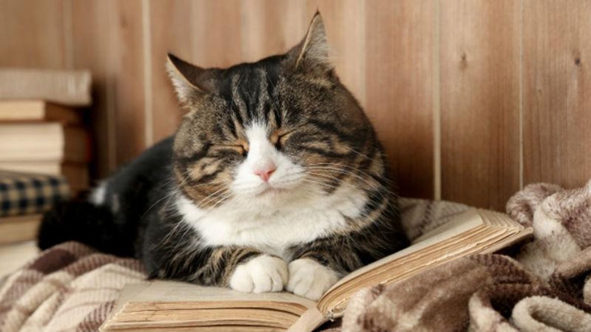 У Києві запрацювали незвичайні кафе із котиками У Києві запрацювали незвичайні кафе із котиками
