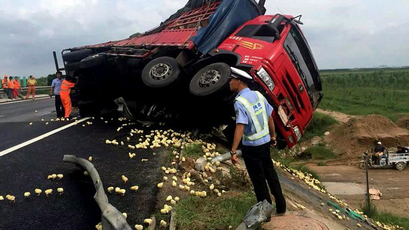 Куриное ДТП произошло в Китае