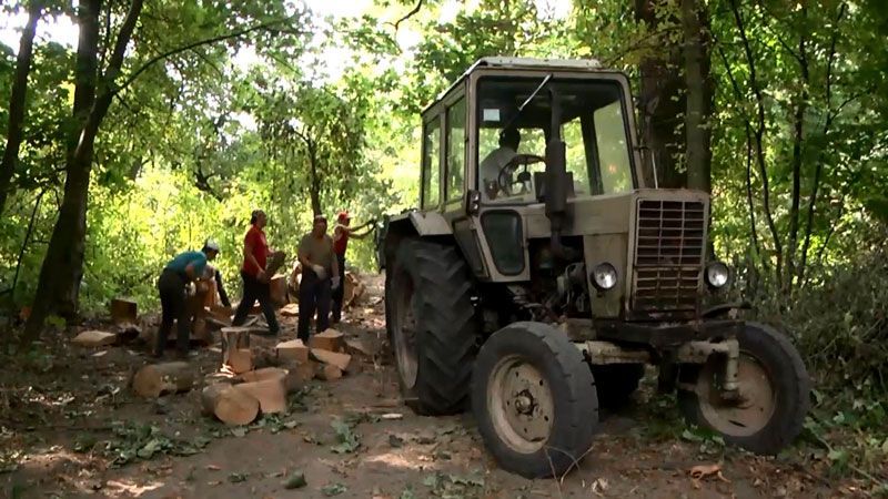 В дендропарке незаконно вырубают ценную древесину