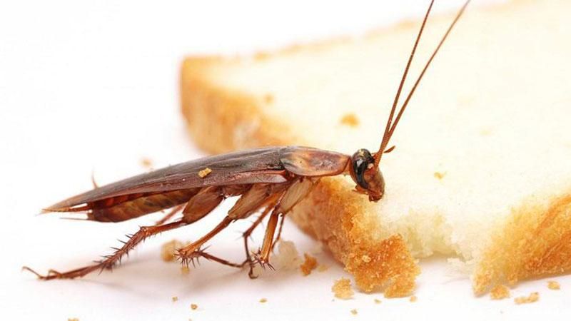 У їдальні Київради завелися таргани У їдальні Київради завелися таргани