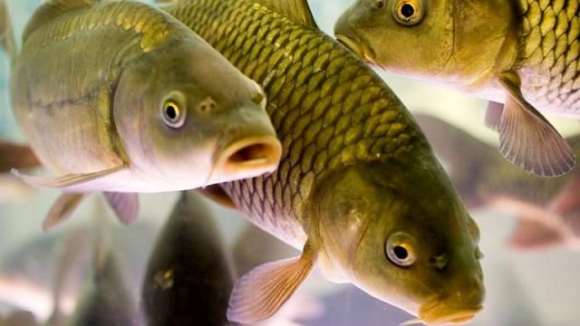 Рыбная промышленность: черный рынок и опасная "чума" Рыбная промышленность: черный рынок и опасная "чума"