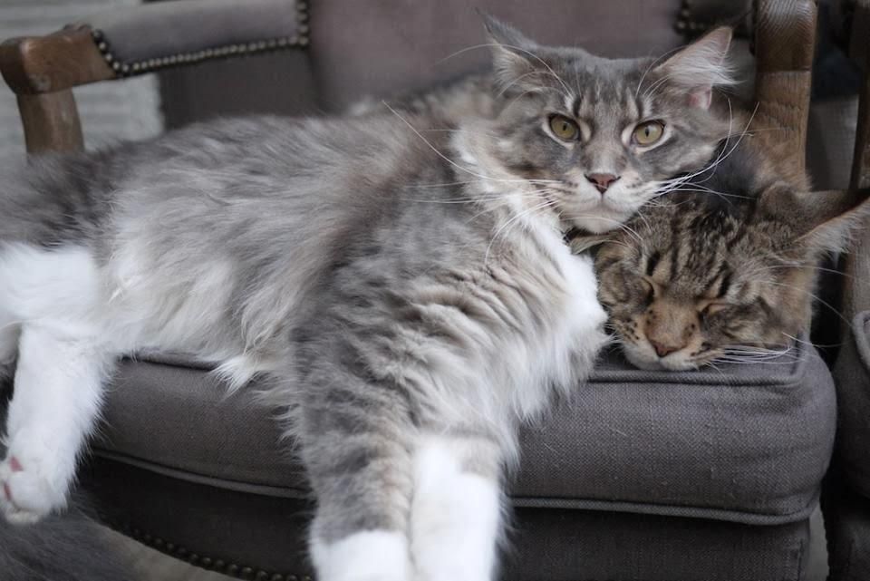 Ученый объяснил 6 привычек вашего кота, которые удивляют Ученый объяснил 6 привычек вашего кота, которые удивляют