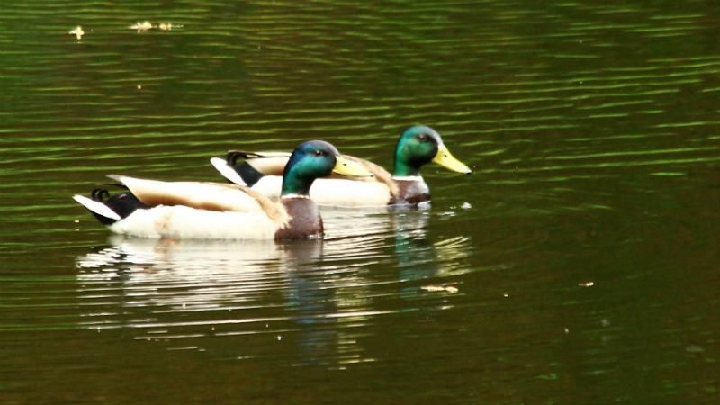 Где нельзя купаться в Киеве: список запрещенных пляжей Где нельзя купаться в Киеве: список запрещенных пляжей