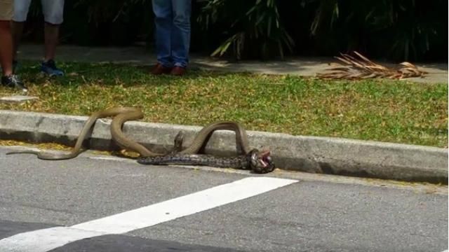 Ожесточенный бой кобры и питона всколыхнул сеть Ожесточенный бой кобры и питона всколыхнул сеть