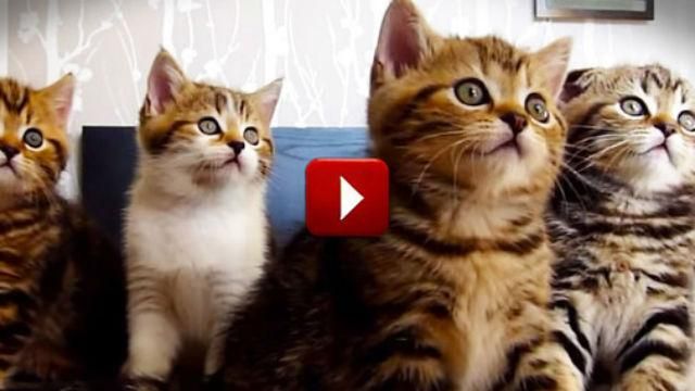 Вчені пояснили  користь від перегляду відео з котиками