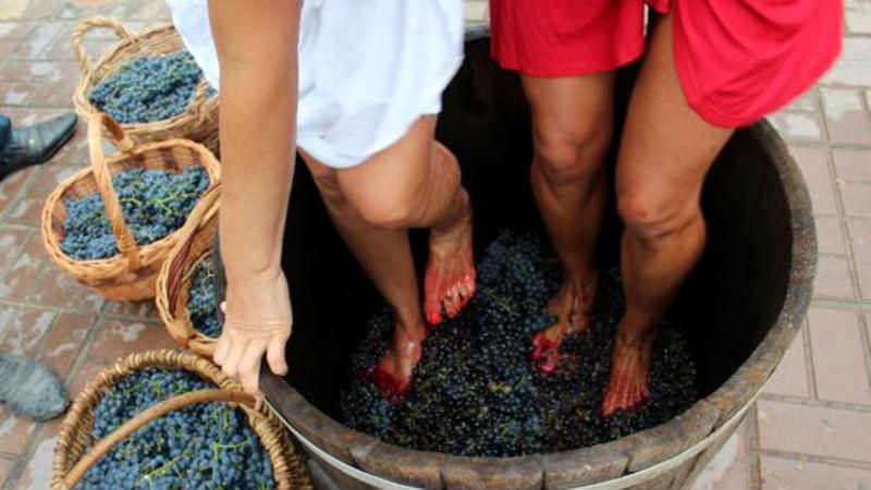 Не хуже крымского: в Харьковской области щеголяли собственным вином