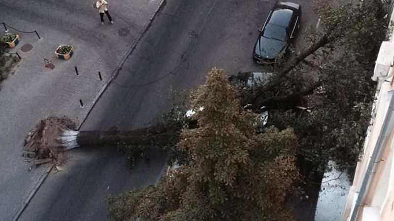 Величезне дерево задавило автомобіль у Києві