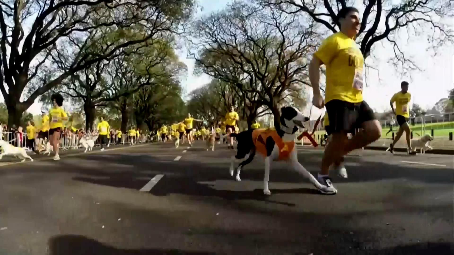 "Собачий забіг" відбувся в Аргентині
