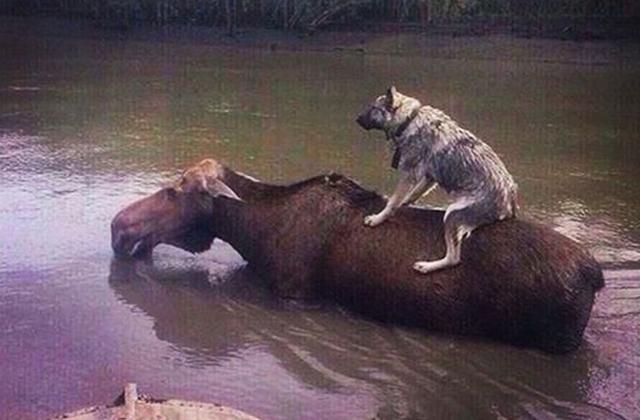 Повінь в Уссурійську: як чиновники кинули зоопарк напризволяще Повінь в Уссурійську: як чиновники кинули зоопарк напризволяще