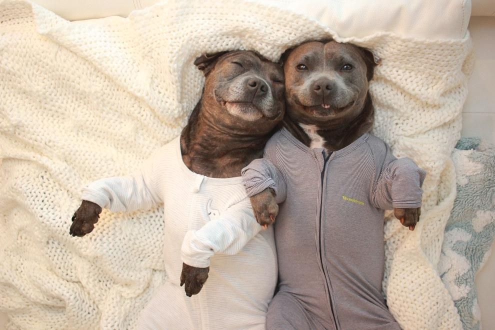 10 фото найвеселіших псів, які обожнюють одяг 10 фото найвеселіших псів, які обожнюють одяг