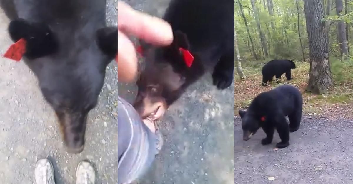 Дівчина зняла зблизька двох чорних ведмедів і залишилася неушкодженою