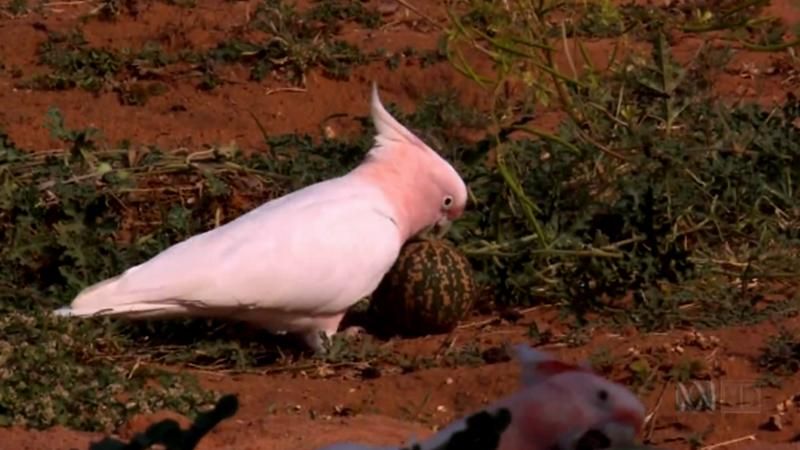 Реготливий папуга розсмішив інтернет-користувачів Реготливий папуга розсмішив інтернет-користувачів