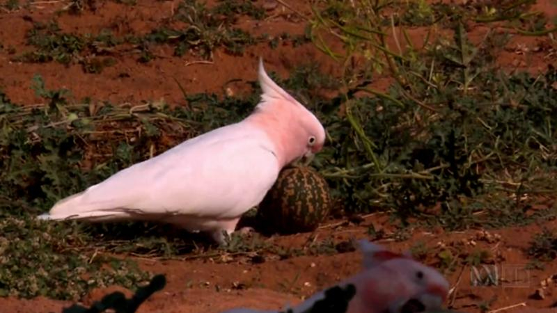 Хохочущий попугай рассмешил интернет-пользователей