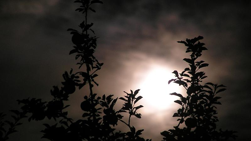 Киев пережил самую жаркую ночь за сотню лет