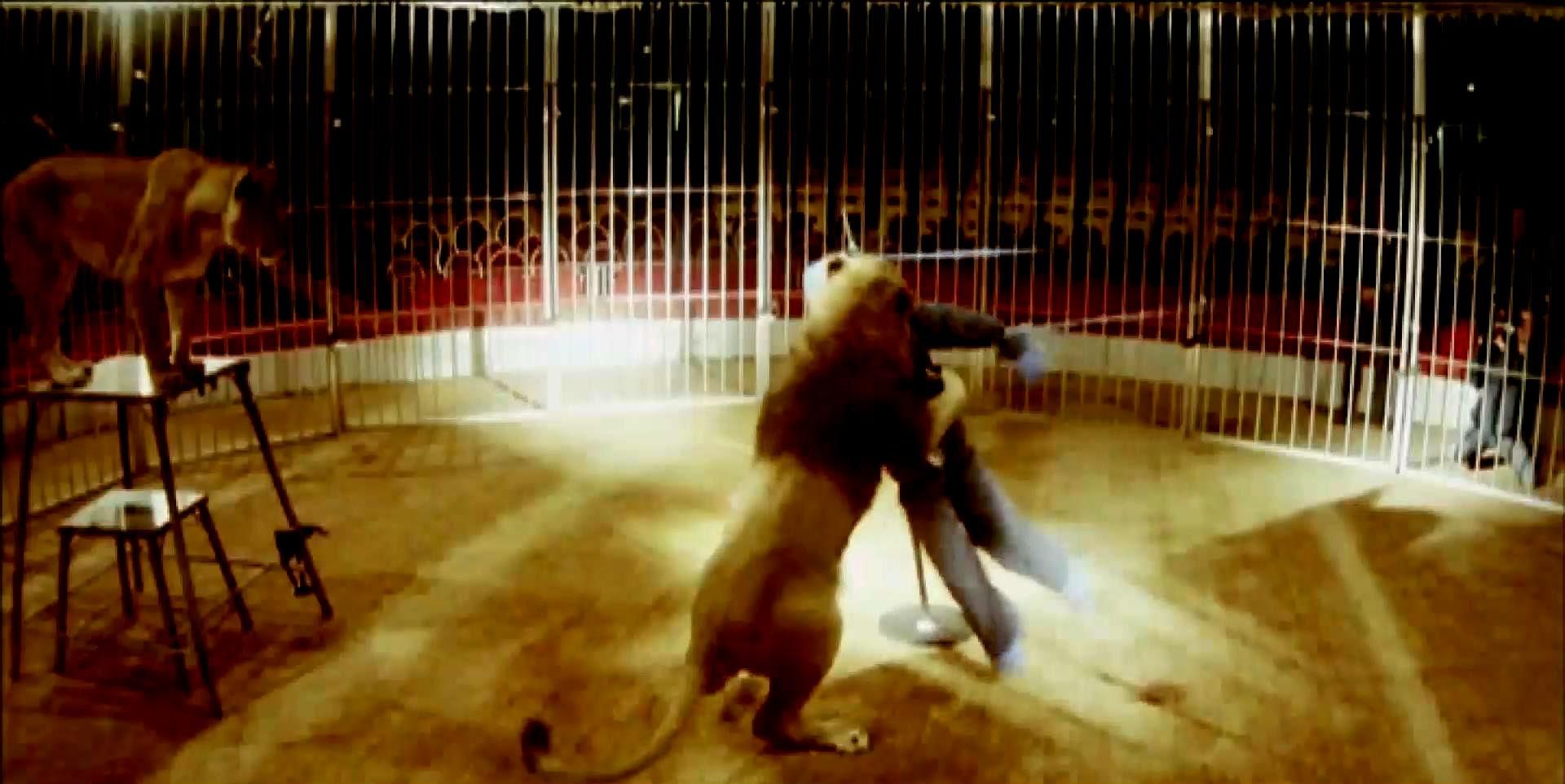 Мужчина выжил, побывав в пастях разъяренных львов Мужчина выжил, побывав в пастях разъяренных львов