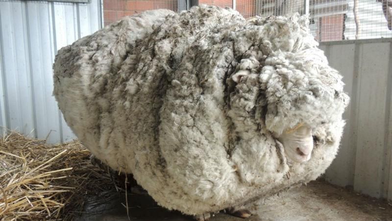 Вовняний рекорд: із загубленої вівці за раз зістригли 40 кілограм вовни