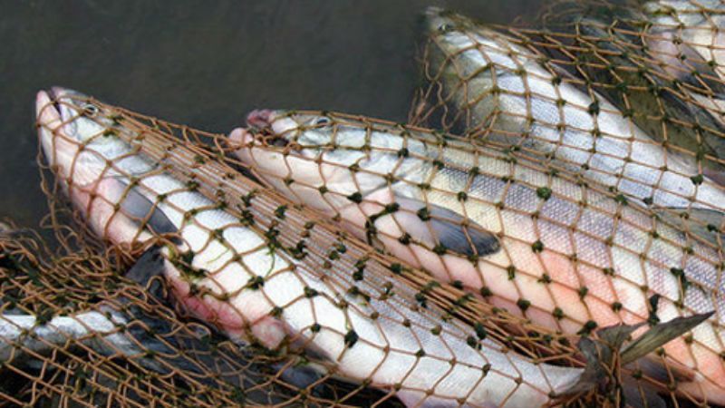 Священник-браконьєр наловив собі риби на 3 роки в'язниці Священник-браконьєр наловив собі риби на 3 роки в'язниці