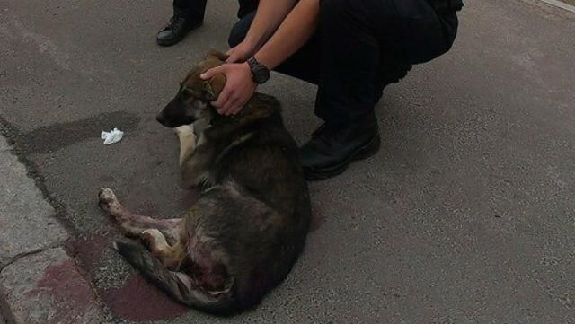 Интернет покоряет история, как полицейские помогли раненому псу