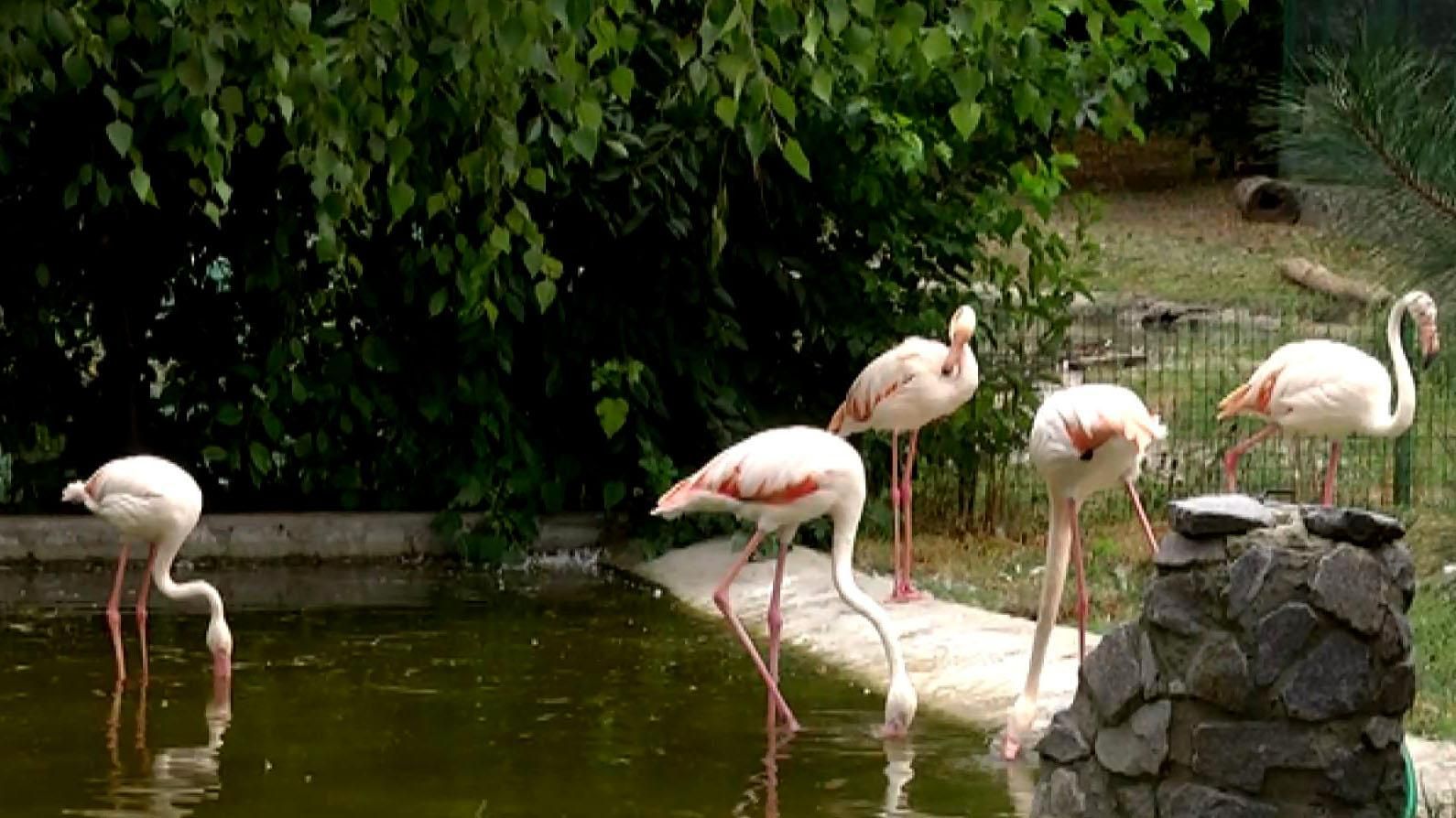 Як відсвяткували поважний ювілей зоопарку у Харкові