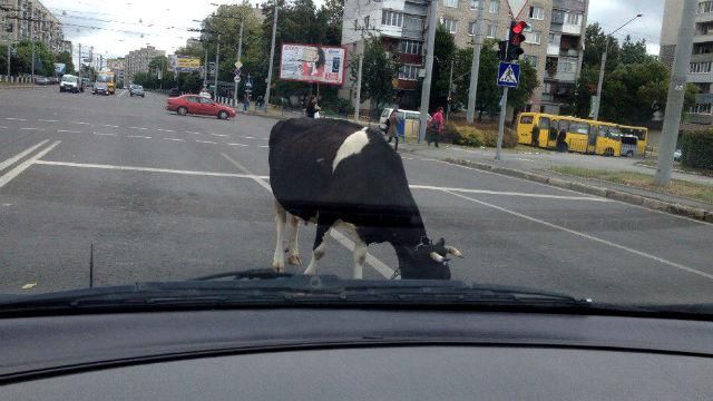 Курйоз у Львові. Просто посеред шумної вулиці гуляла корова