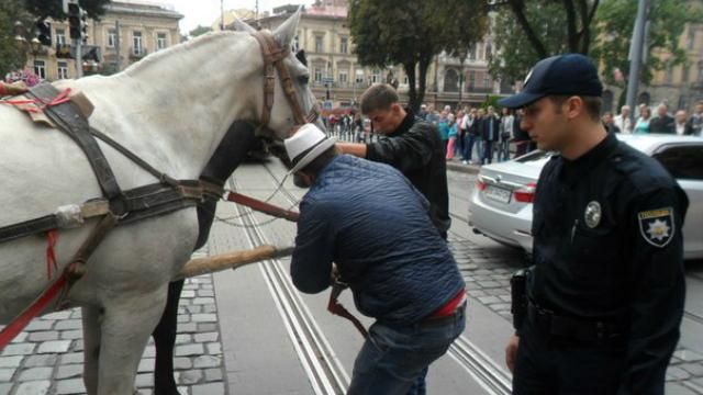 Коні не винні: як поліція у Львові захищала травмовану тварину