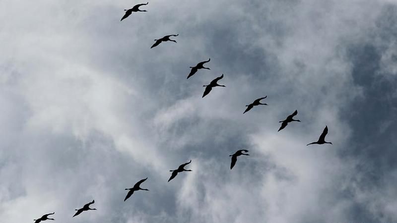 Журавли готовятся улетать в теплые края: удивительные фото Журавли готовятся улетать в теплые края: удивительные фото