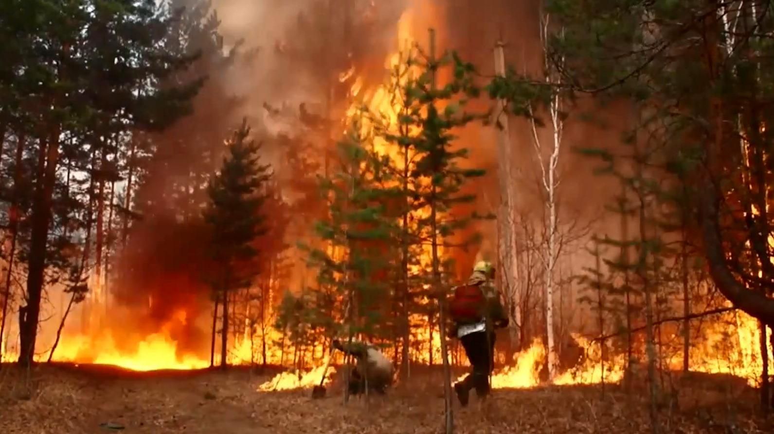У Сибіру горить унікальний ліс