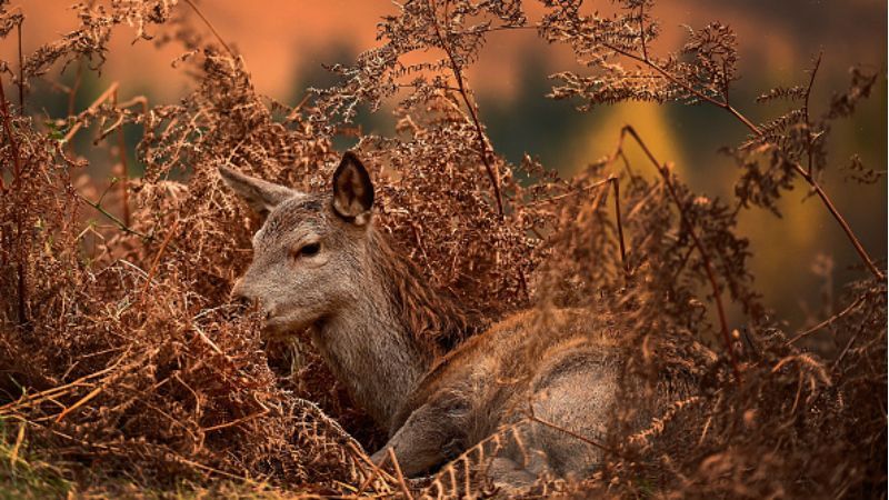Какой будет погода осенью и зимой: долгосрочный прогноз синоптиков Какой будет погода осенью и зимой: долгосрочный прогноз синоптиков