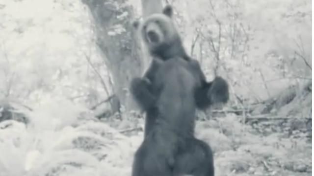 Эколог показал забавный танец "пьяного" медведя