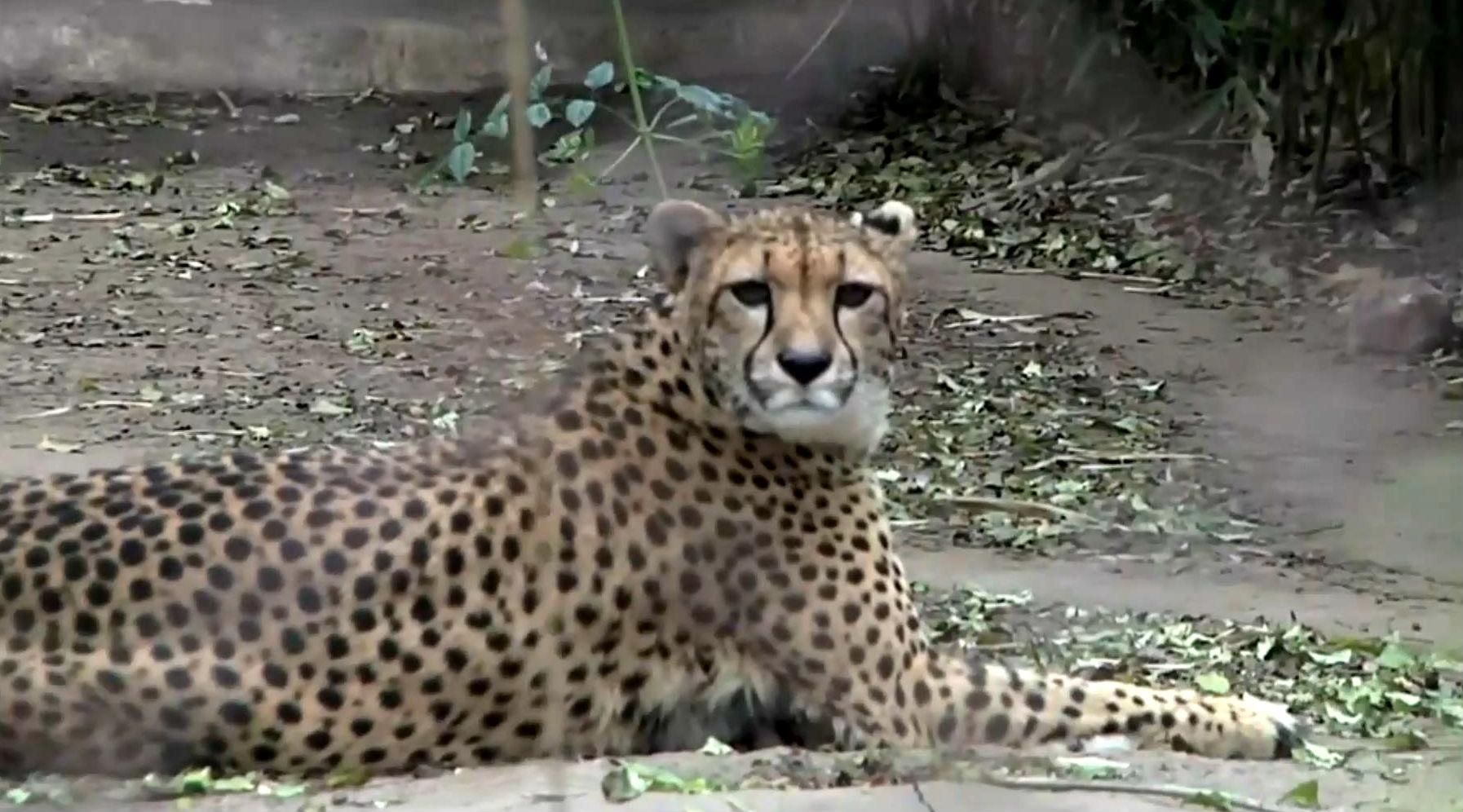 Рідкісний вид гепарда клонують в Аргентині Рідкісний вид гепарда клонують в Аргентині