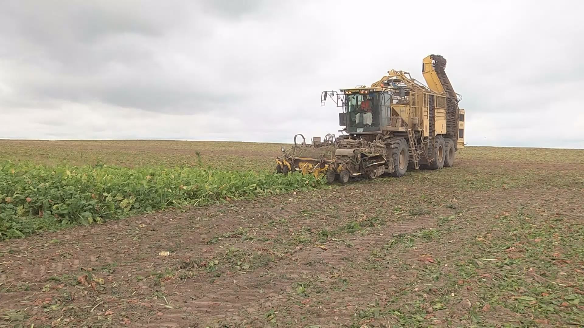 Компанія "Радехівський цукор" не зменшує темпів виробництва Компанія "Радехівський цукор" не зменшує темпів виробництва