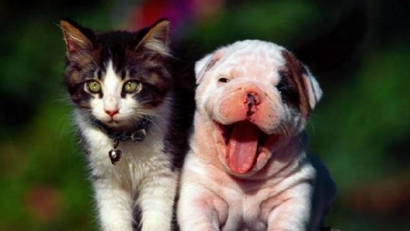 Чарівні фото дружби несумісних природою тварин: котів та собак