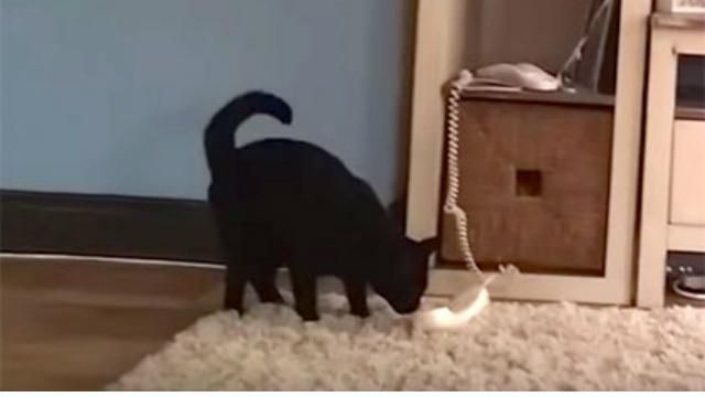 Сети рассмешило видео котом- "секретарем" Сети рассмешило видео котом- "секретарем"