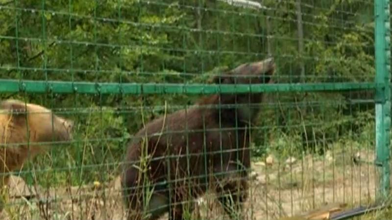 На Закарпатье медведи из-за голода могут не пережить зиму