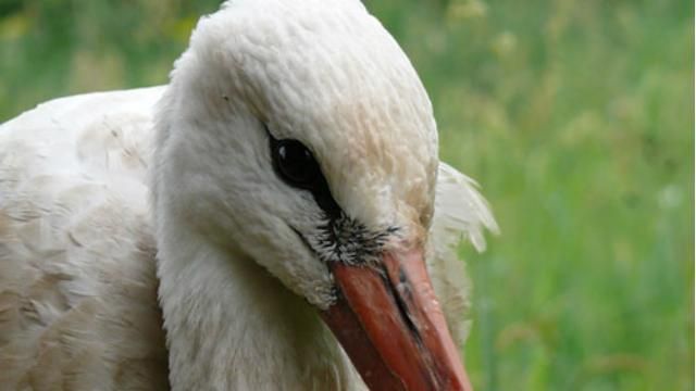 Полісмени врятували життя кволому лелеці Полісмени врятували життя кволому лелеці