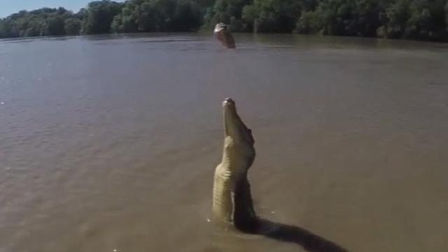 Крокодил шокировал фотографа хвостом-пропеллером