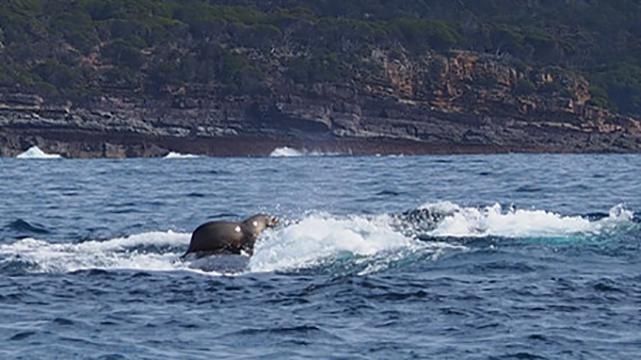 Тюлень прокатався на спині кита