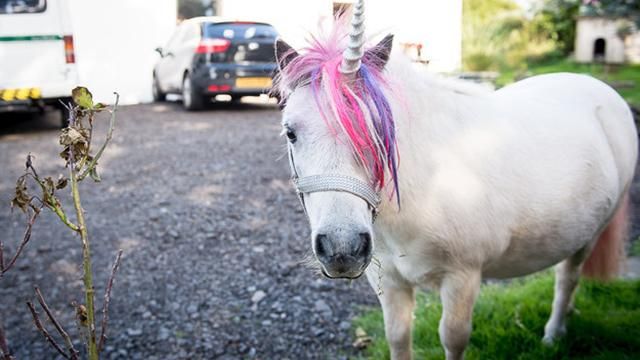 Справжній єдиноріг поселився з подружжям у Британії Справжній єдиноріг поселився з подружжям у Британії