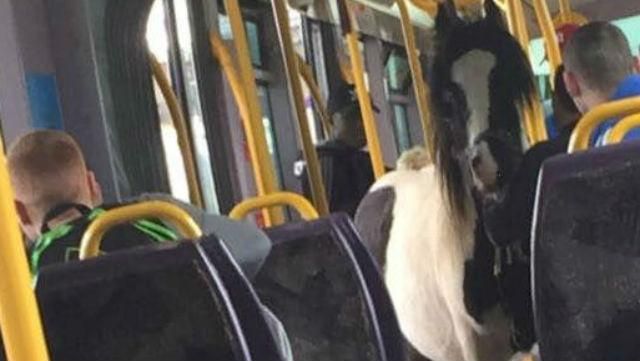 Непарнокопытный пассажир. В трамвае прокатился конь Непарнокопытный пассажир. В трамвае прокатился конь