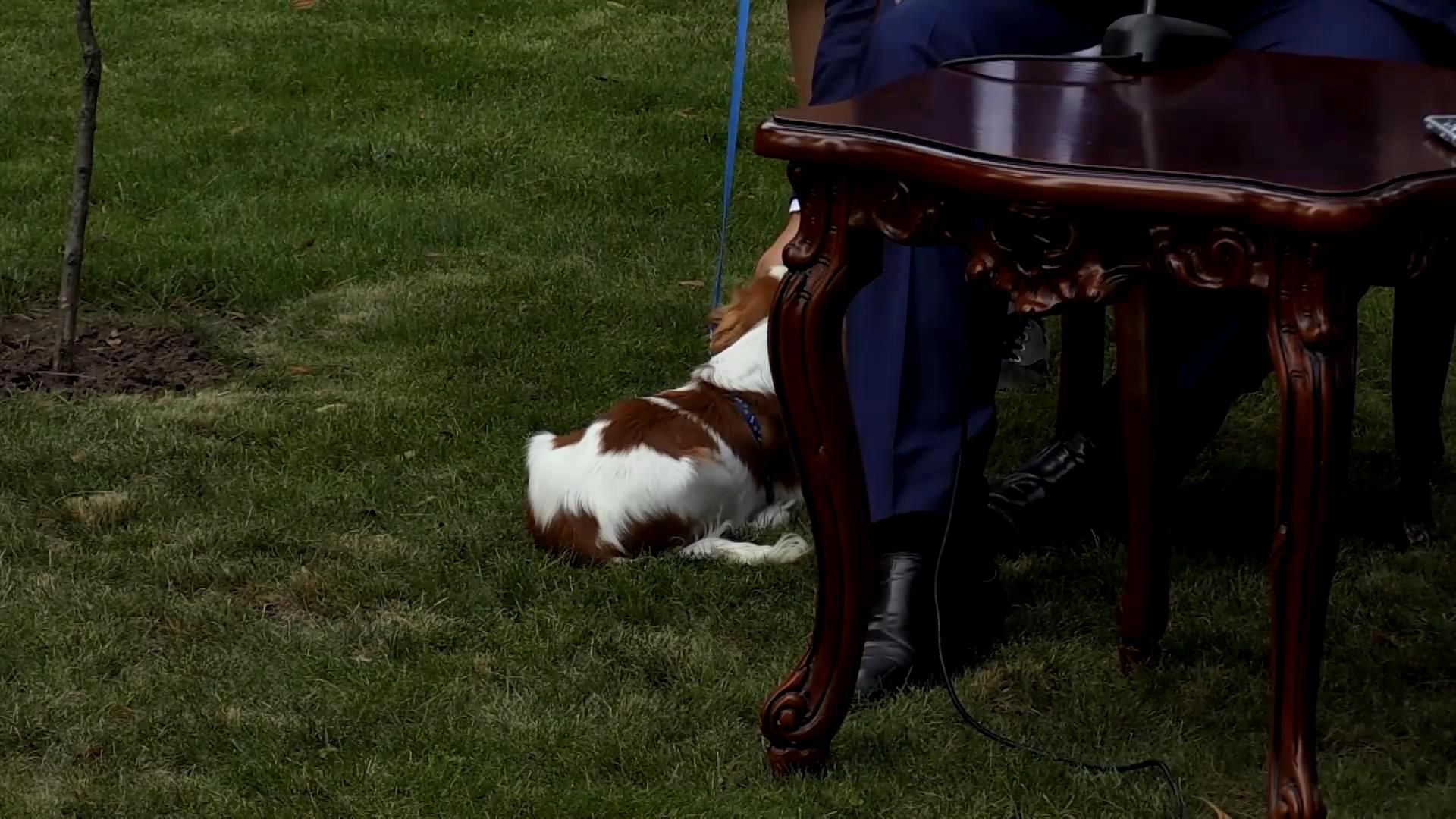 Під час промови Маккейна Саакашвілі бавився з цуциком Під час промови Маккейна Саакашвілі бавився з цуциком