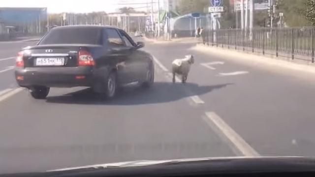 У Росії барани масово втікають з жертвоприношень У Росії барани масово втікають з жертвоприношень