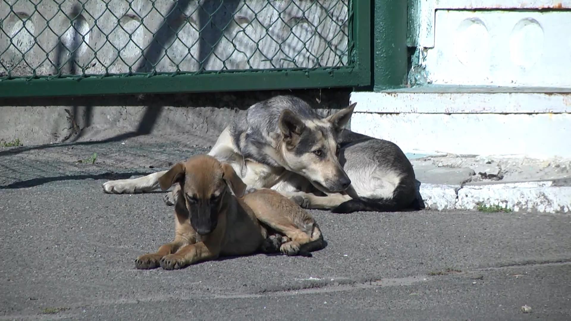 Зоозахисники звинувачують київську владу у масових отруєннях собак