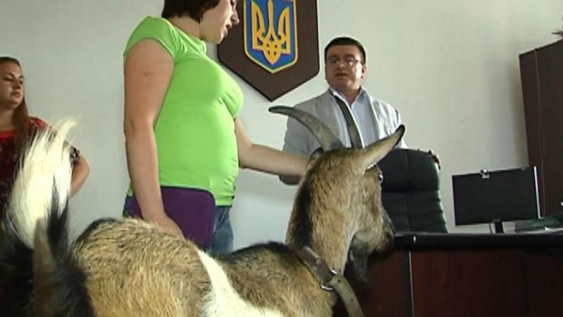 В Винницкой области со взяточниками борются даже козы В Винницкой области со взяточниками борются даже козы