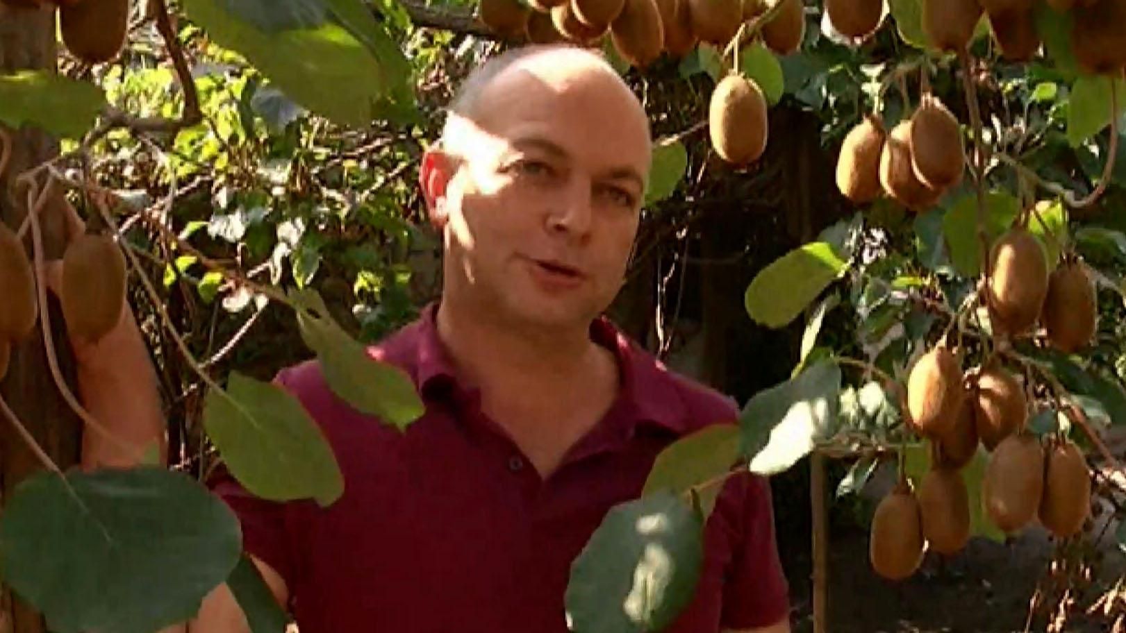 Закарпатець вивів український ківі Закарпатець вивів український ківі