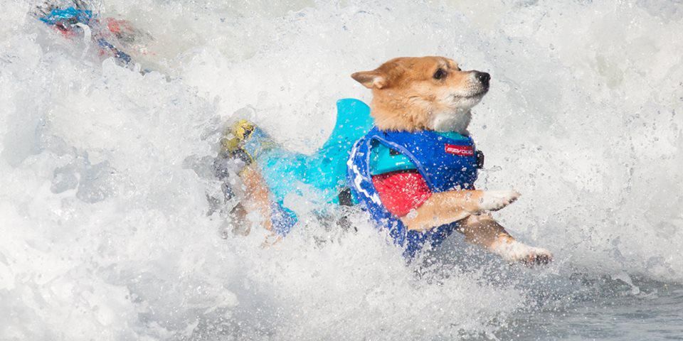 Пси змагалися за звання кращого серфінгіста